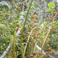 Nepenthes distillatoria L.